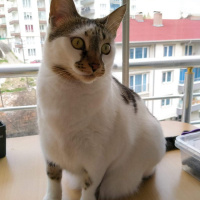 Tekir Kedi, Kedi  Şeker fotoğrafı