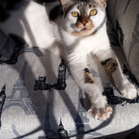 Tekir Kedi, Kedi  Şeker fotoğrafı