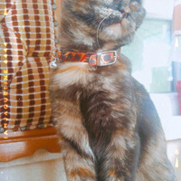 British Shorthair, Kedi  Mila fotoğrafı