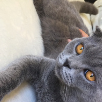 Scottish Fold, Kedi  Behlül fotoğrafı