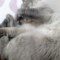 British Shorthair, Kedi  Minnak fotoğrafı