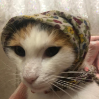 Tekir Kedi, Kedi  mıhlama fotoğrafı