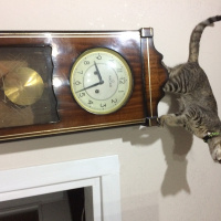 Tekir Kedi, Kedi  mıhlama fotoğrafı