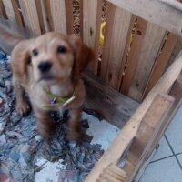 İngiliz Cocker Spaniel, Köpek  tarçın fotoğrafı