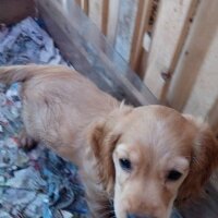 İngiliz Cocker Spaniel, Köpek  tarçın fotoğrafı