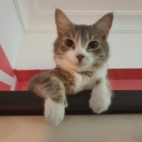 Tekir Kedi, Kedi  Böğürtlen fotoğrafı