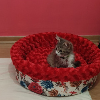 Tekir Kedi, Kedi  Böğürtlen fotoğrafı