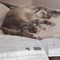 Tekir Kedi, Kedi  Böğürtlen fotoğrafı