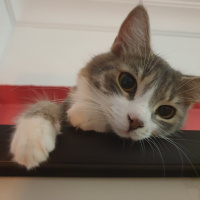 Tekir Kedi, Kedi  Böğürtlen fotoğrafı