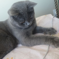 British Shorthair, Kedi  Mia fotoğrafı