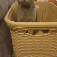 British Shorthair, Kedi  Mia fotoğrafı