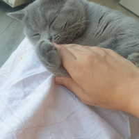 British Shorthair, Kedi  Mia fotoğrafı