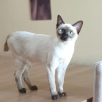 Siyam Kedisi, Kedi  Leksi fotoğrafı