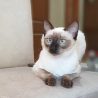 Siyam Kedisi, Kedi  Leksi fotoğrafı