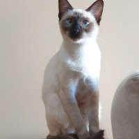 Siyam Kedisi, Kedi  Leksi fotoğrafı