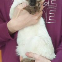 Siyam Kedisi, Kedi  Leksi fotoğrafı