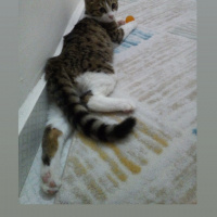 Tekir Kedi, Kedi  Oscar fotoğrafı