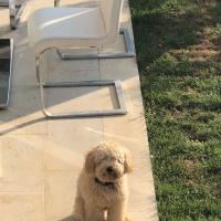 Poodle(Standart Kaniş), Köpek  Gofret fotoğrafı