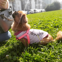 Pekingese, Köpek  Whisper fotoğrafı