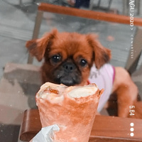 Pekingese, Köpek  Whisper fotoğrafı