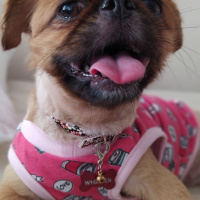 Pekingese, Köpek  Whisper fotoğrafı
