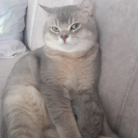 British Shorthair, Kedi  Tarçın fotoğrafı