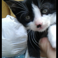 Tuxedo (Smokin) Kedi, Kedi  Felix fotoğrafı