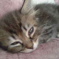 Tekir Kedi, Kedi  kedis fotoğrafı