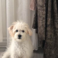 Maltese, Köpek  Louis fotoğrafı