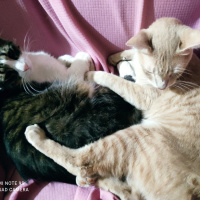 Tekir Kedi, Kedi  Güneş fotoğrafı