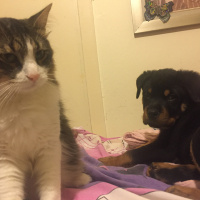 Tekir Kedi, Kedi  Gölge fotoğrafı