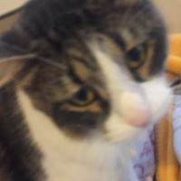 Tekir Kedi, Kedi  Gölge fotoğrafı