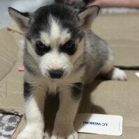 Sibirya Kurdu (Husky), Köpek  Max fotoğrafı