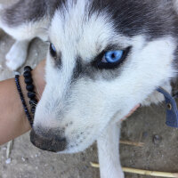 Sibirya Kurdu (Husky), Köpek  Max fotoğrafı