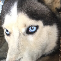 Sibirya Kurdu (Husky), Köpek  Max fotoğrafı