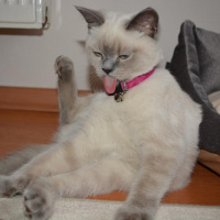 British Shorthair, Kedi  MAVİ fotoğrafı
