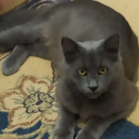 Mavi Rus, Kedi  Prenses fotoğrafı
