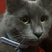 Mavi Rus, Kedi  Prenses fotoğrafı