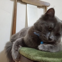 Mavi Rus, Kedi  Prenses fotoğrafı