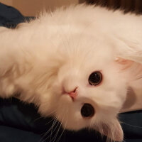 Scottish Fold, Kedi  Kokoş fotoğrafı