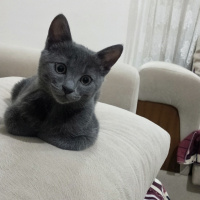 British Shorthair, Kedi  Oscar fotoğrafı