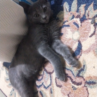 British Shorthair, Kedi  Oscar fotoğrafı