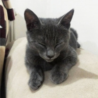 British Shorthair, Kedi  Oscar fotoğrafı
