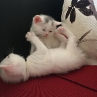 British Shorthair, Kedi  Hera fotoğrafı