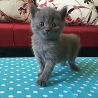 British Shorthair, Kedi  Hera fotoğrafı