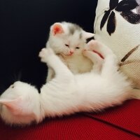 British Shorthair, Kedi  Hera fotoğrafı