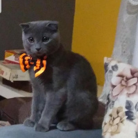 Scottish Fold, Kedi  Hayalet fotoğrafı