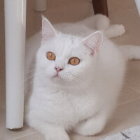 British Shorthair, Kedi  Paris fotoğrafı