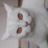 British Shorthair, Kedi  Paris fotoğrafı