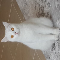 British Shorthair, Kedi  Paris fotoğrafı